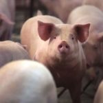 「豚の福祉」について